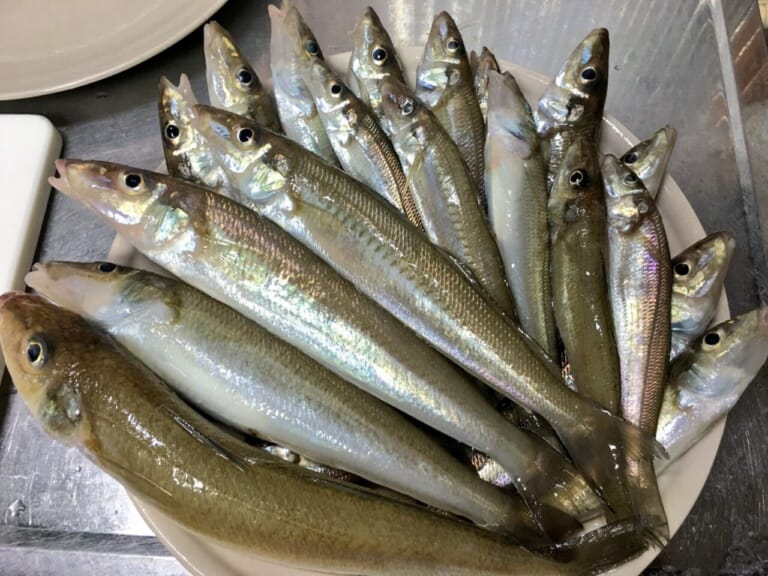 シロギス｜〈初心者の釣り〉“シロギス”の生態／釣りシーズン／釣り方／仕掛け／食べ方【砂浜の女王、麗しき海のターゲット】