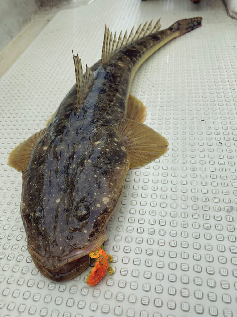 マゴチ釣り｜〈初心者の釣り〉“マゴチ”の生態／釣りシーズン／釣り方／仕掛け／食べ方【夏のサーフの主役! 高級魚“照りゴチ”を狙え】