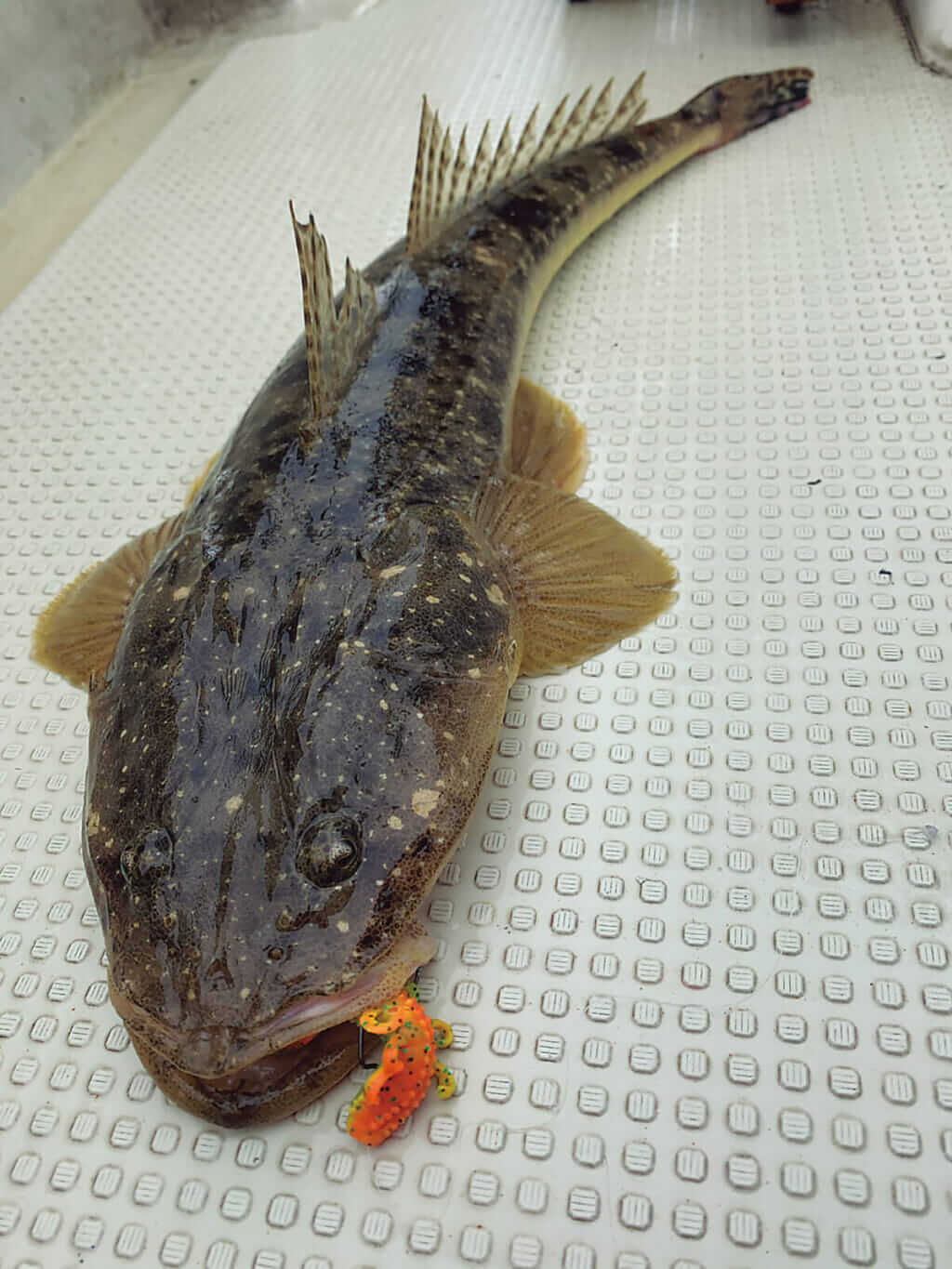 ｜〈初心者の釣り〉“マゴチ”の生態／釣りシーズン／釣り方／仕掛け／食べ方【夏のサーフの主役! 高級魚“照りゴチ”を狙え】