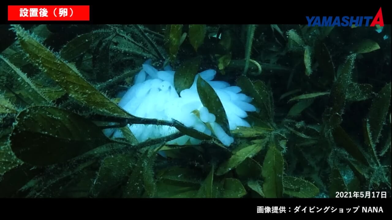 ｜持続的に釣りを楽しむための、命を繋ぐ活動。釣り人に知ってほしい水の中の真実【YAMARIA/アオリイカ産卵床設置支援プロジェクト】