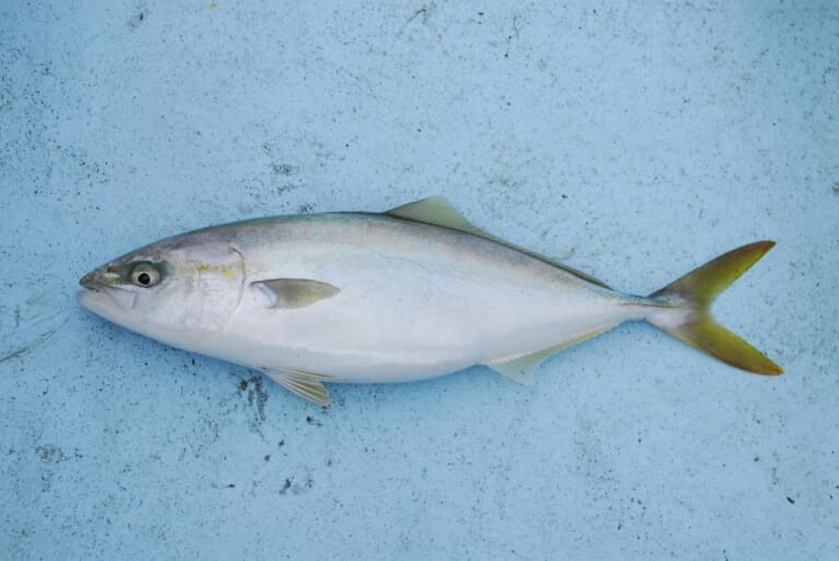 小型青物釣り｜食べ方｜〈初心者の釣り〉“小型青物(ハマチ等)”の生態／釣りシーズン／釣り方／仕掛け／食べ方【ソルトルアー入門の登竜門! 身近なスーパーファイター】
