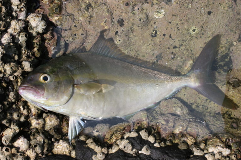 カンパチ釣り｜若魚のショゴ｜〈初心者の釣り〉“カンパチ”の生態／釣りシーズン／釣り方／仕掛け／食べ方【大海のスプリンター! アングラー憧れの最高峰】