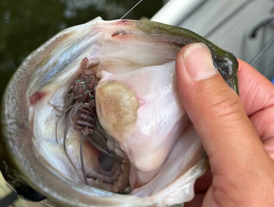 ｜55アップもあっさりバイト！「特大魚を釣るために作った」カスミ最強プロが作ったヤバすぎるルアー、鋭意テスト中