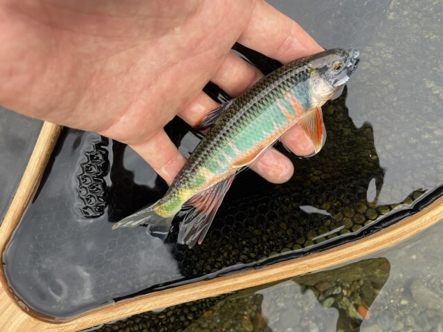 オイカワ釣り｜【清流に煌めく婚姻色、身近で楽しむ優美なターゲット】“オイカワ”の生態／釣りシーズン／釣り方／仕掛け／食べ方〈初心者釣り知識〉