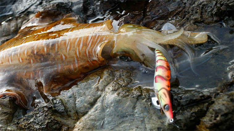 アオリイカの釣り方｜エギで釣れたアオリイカ｜〈初心者の釣り〉“アオリイカ”の生態／釣りシーズン／釣り方／仕掛け／食べ方【イカの王様を釣って味わう!】