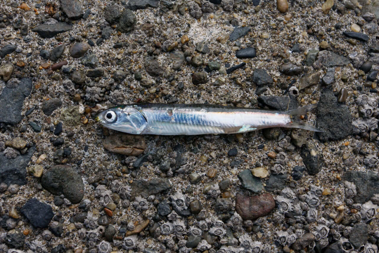 |〈初心者の釣り〉“ヒラマサ”の生態/釣りシーズン/釣り方/仕掛け/食べ方【大海のスプリンター、アングラー憧れの青物の王】