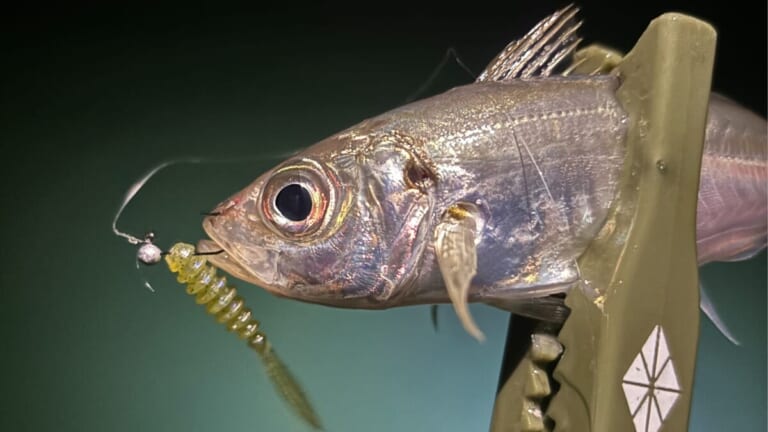 【アジング入門】初心者の方必見！アジングの釣り方、ワームカラーセレクトなど、釣果UPの秘訣を徹底解説！