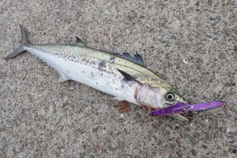 サワラの釣り方｜ルアーで釣れたサワラ｜〈初心者の釣り〉“サワラ”の生態／釣りシーズン／釣り方／仕掛け／食べ方【海の韋駄天! 高速回遊魚を仕留めよ】