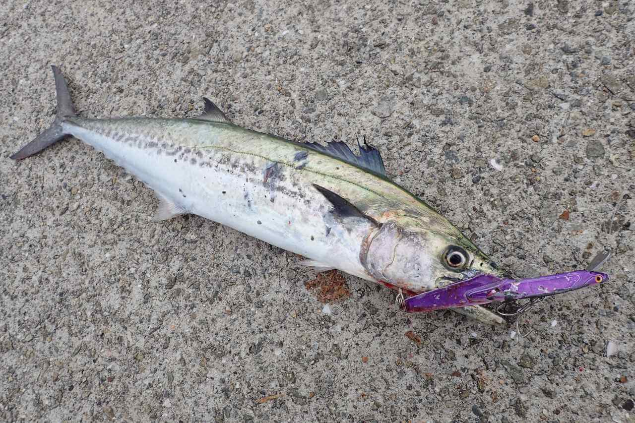 サワラの釣り方｜ルアーで釣れたサワラ｜〈初心者の釣り〉“サワラ”の生態／釣りシーズン／釣り方／仕掛け／食べ方【海の韋駄天! 高速回遊魚を仕留めよ】