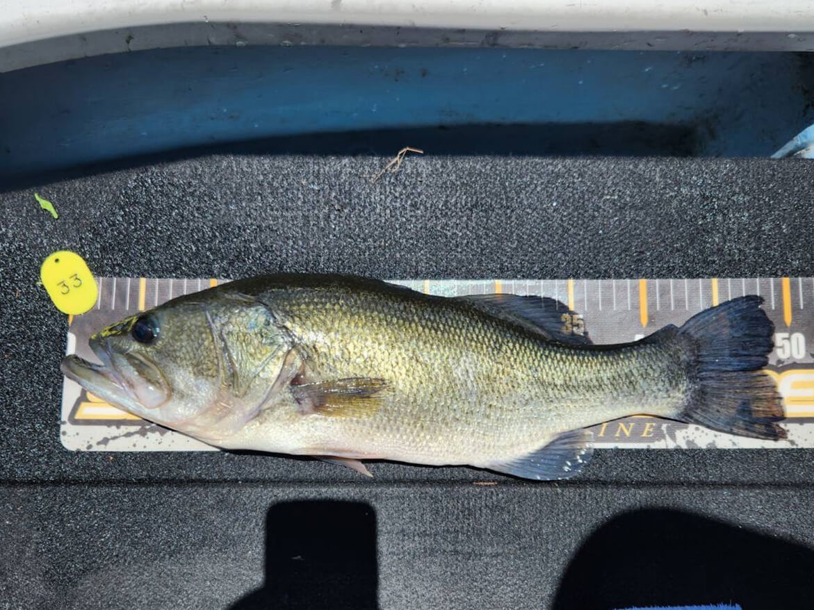 ｜魚はカエル好き!? カエルルアーを使って楽しむバス釣り大会に参加してみた！【カエルパーティー2025】