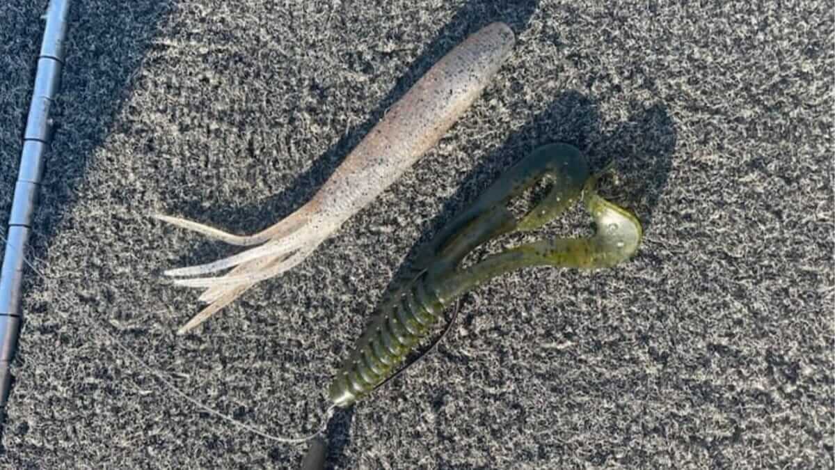 ｜“長良川の一番楽しい時期”に突入！トップでもワームでも釣れるハイシーズン！釣果の秘訣は「エビに寄せられるルアー」