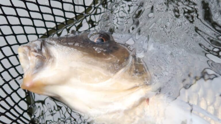 〈初心者の釣り〉“コイ”の生態／釣りシーズン／釣り方／仕掛け／食べ方【身近なフィールドに潜む淡水の大物】