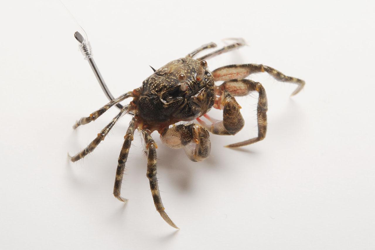 クロダイ釣り｜落とし込み釣りのエサとなるカニ｜〈初心者の釣り〉“クロダイ(チヌ)”の生態／釣りシーズン／釣り方／仕掛け／食べ方【身近な賢者との知恵比べ、波止の王者を攻略せよ】