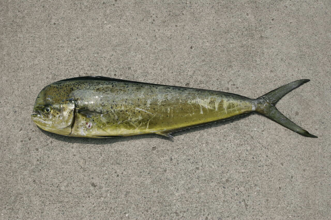 ｜[夏の魚を釣りたい!] シイラ：夏の海を駆ける最強のスプリンター