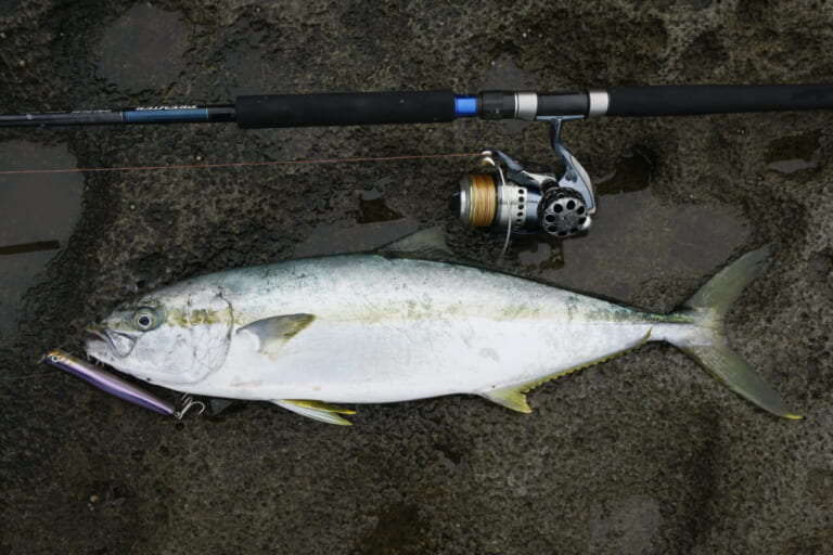 ヒラマサ釣り|〈初心者の釣り〉“ヒラマサ”の生態/釣りシーズン/釣り方/仕掛け/食べ方【大海のスプリンター、アングラー憧れの青物の王】