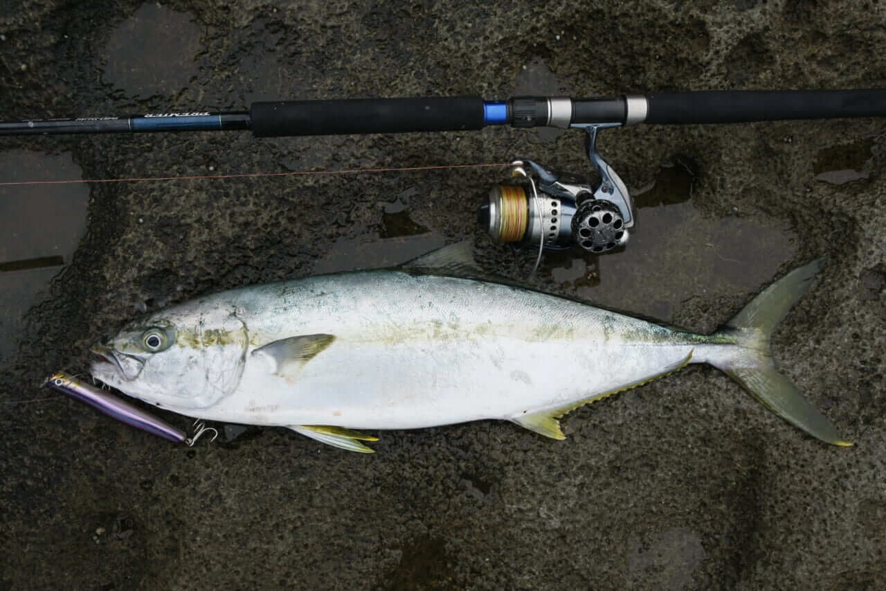 ヒラマサ釣り|〈初心者の釣り〉“ヒラマサ”の生態/釣りシーズン/釣り方/仕掛け/食べ方【大海のスプリンター、アングラー憧れの青物の王】