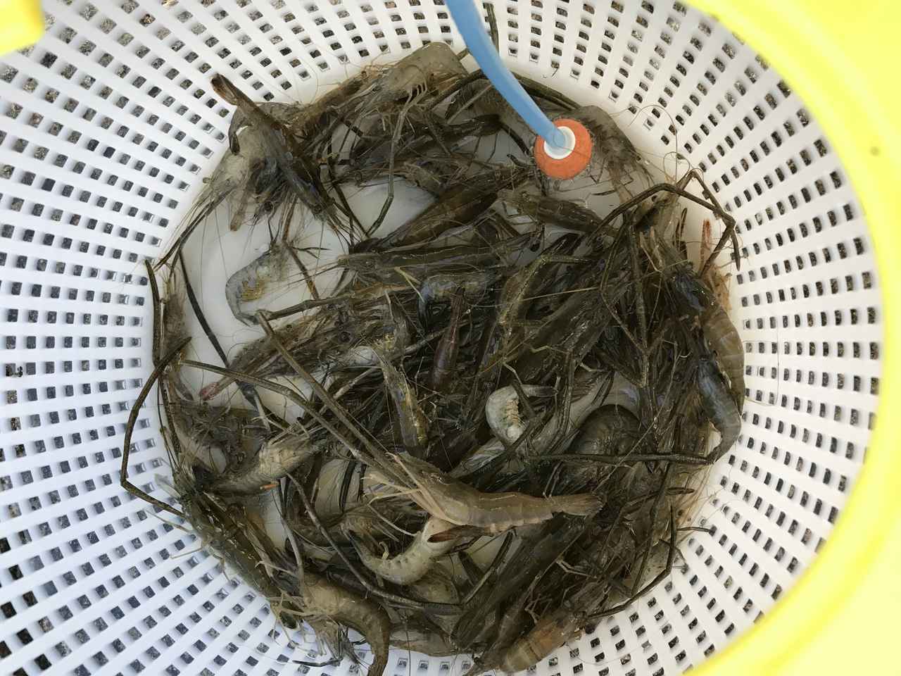 テナガエビ釣り｜釣れたテナガエビ｜〈初心者の釣り〉“テナガエビ”の生態／釣りシーズン／釣り方／仕掛け／食べ方【水辺の風物詩、手軽で奥深い小さな大物】