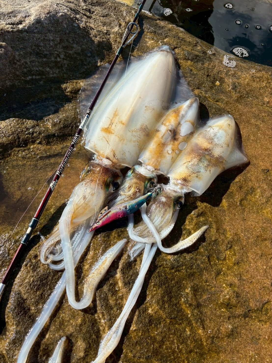 |「モンスターがシドニー湾で釣れることも…」オーストラリアのイカ釣り事情って? 制限があるってホント?