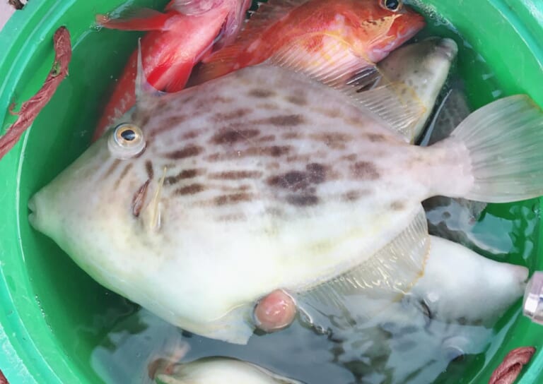 カワハギの釣り方｜釣れたカワハギ｜〈初心者の釣り〉“カワハギ”の生態／釣りシーズン／釣り方／仕掛け／食べ方【アタリを捉えろ! エサ取り名人との知恵比べ】