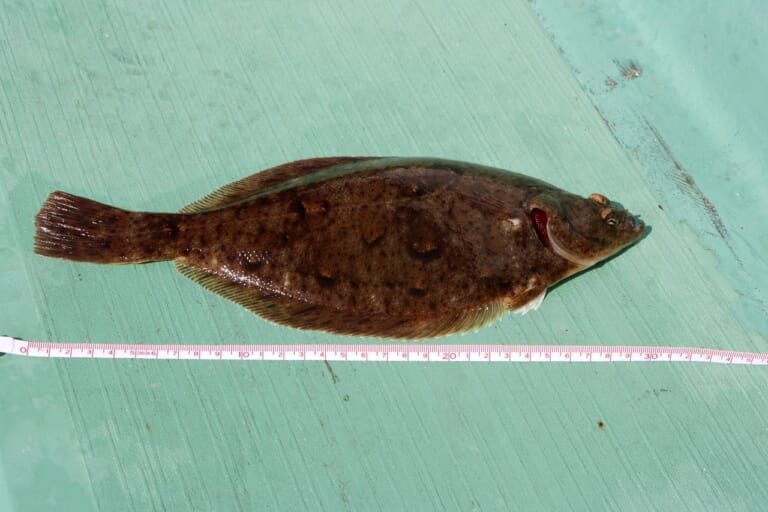 カレイの釣り方｜カレイの食べ方｜〈初心者の釣り〉“カレイ”の生態／釣りシーズン／釣り方／仕掛け／食べ方【冬の投げ釣りの主役、待ってましたの座布団級!】