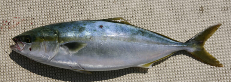 ブリの釣り方｜釣れたブリ｜〈初心者の釣り〉“ブリ(ワラサ)”の生態／釣りシーズン／釣り方／仕掛け／食べ方【青物御三家筆頭! 成長とともに名を変える海の侍】