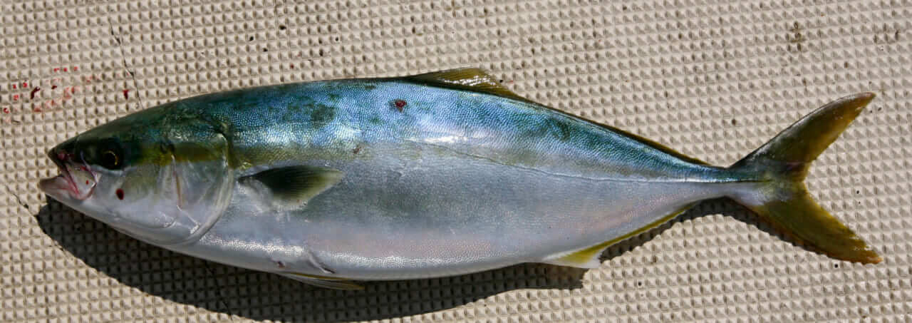 ブリの釣り方｜釣れたブリ｜〈初心者の釣り〉“ブリ(ワラサ)”の生態／釣りシーズン／釣り方／仕掛け／食べ方【青物御三家筆頭! 成長とともに名を変える海の侍】