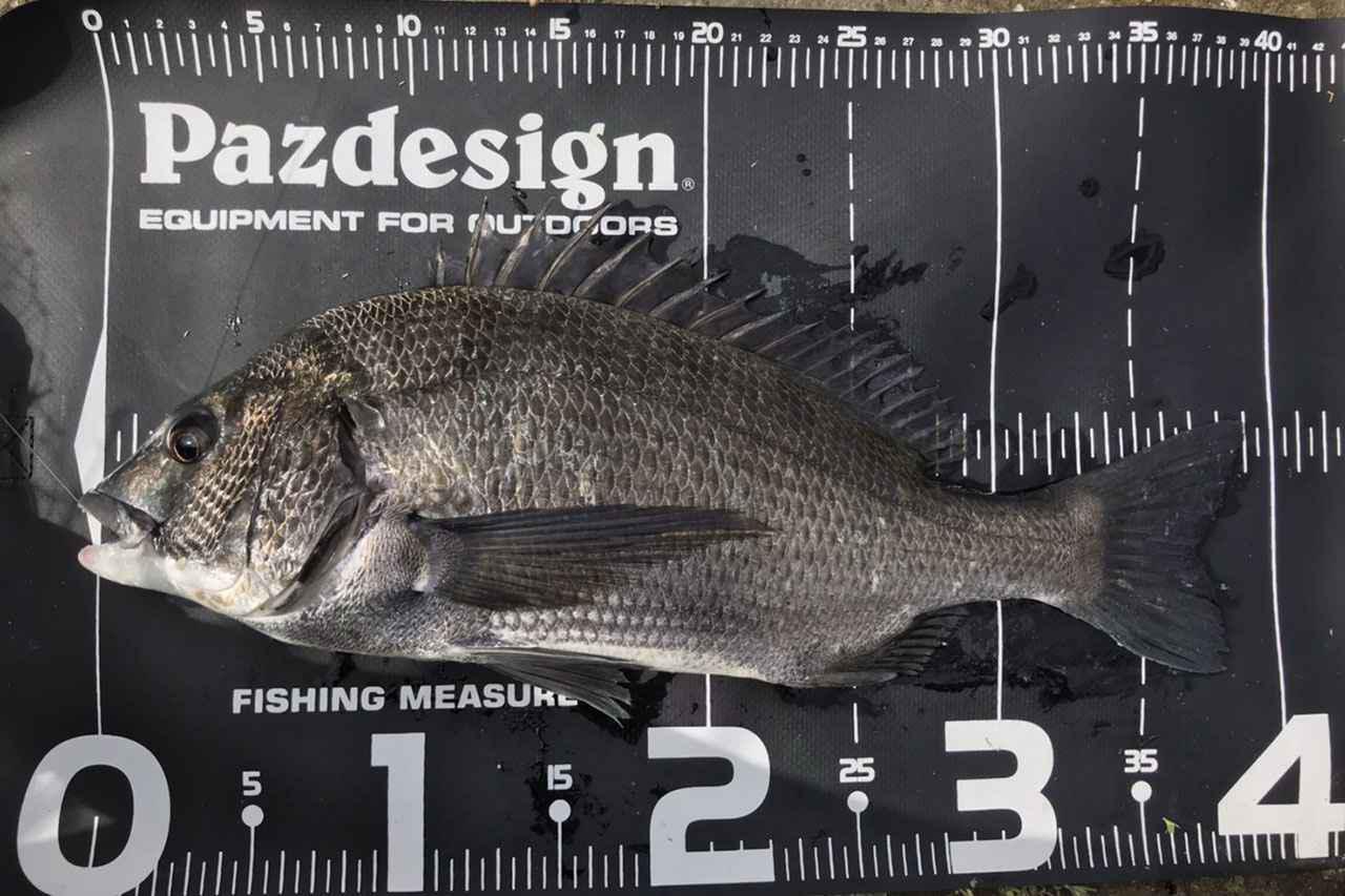 クロダイ釣り｜釣れたクロダイ｜〈初心者の釣り〉“クロダイ(チヌ)”の生態／釣りシーズン／釣り方／仕掛け／食べ方【身近な賢者との知恵比べ、波止の王者を攻略せよ】