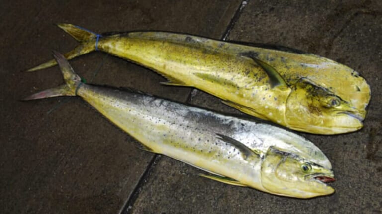 [夏の魚を釣りたい!] シイラ：夏の海を駆ける最強のスプリンター