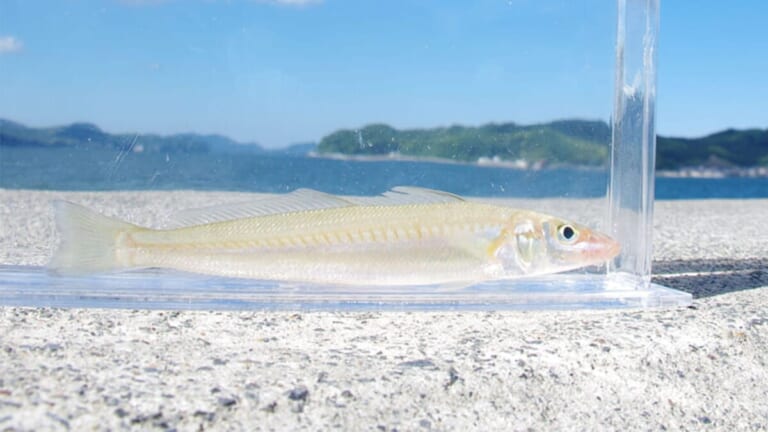 〈初心者の釣り〉“シロギス”の生態／釣りシーズン／釣り方／仕掛け／食べ方【砂浜の女王、麗しき海のターゲット】