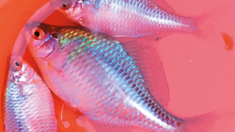 〈初心者の釣り〉“タナゴ”の生態／釣りシーズン／釣り方／仕掛け／食べ方【水中の宝石を追い求める、日本の伝統釣魚】