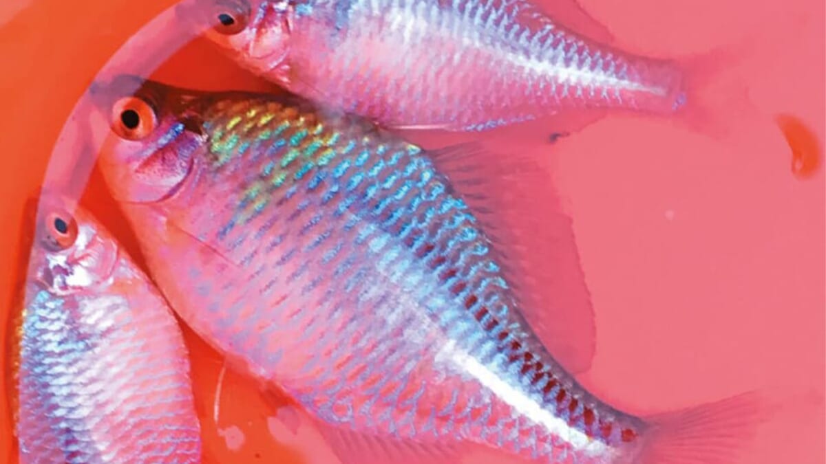 ｜〈初心者の釣り〉“タナゴ”の生態／釣りシーズン／釣り方／仕掛け【水中の宝石を追い求める、日本の伝統釣魚】