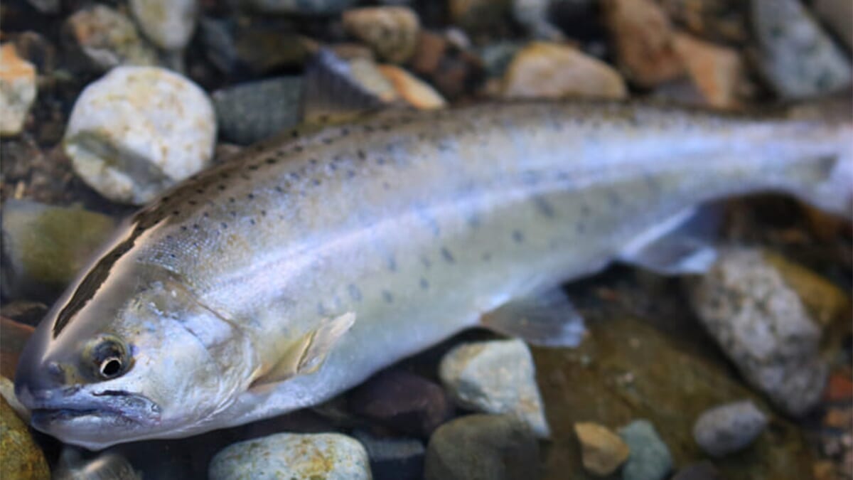 |〈初心者の釣り〉“ヤマメ”の生態/釣りシーズン/釣り方/仕掛け/食べ方【渓流の女王を追え! 森と水の宝石】