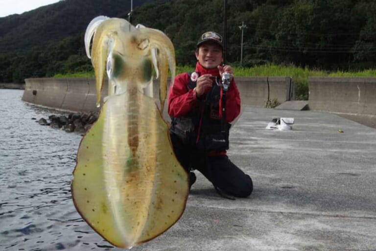 アオリイカの釣り方｜釣れたアオリイカ｜〈初心者の釣り〉“アオリイカ”の生態／釣りシーズン／釣り方／仕掛け／食べ方【イカの王様を釣って味わう!】