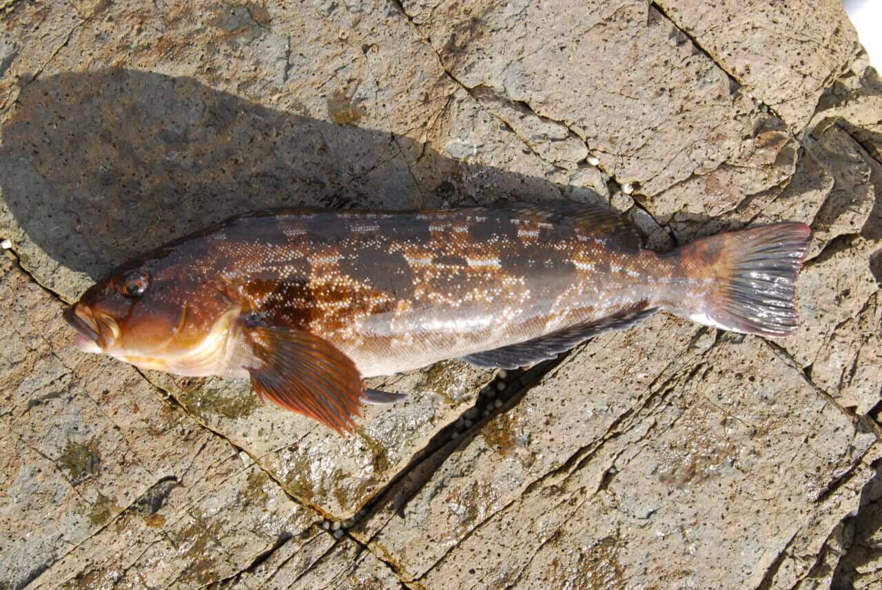 アイナメの釣り方｜〈初心者の釣り〉“アイナメ”の生態／釣りシーズン／釣り方／仕掛け／食べ方【黄金に輝くロックフィッシュの王者!】