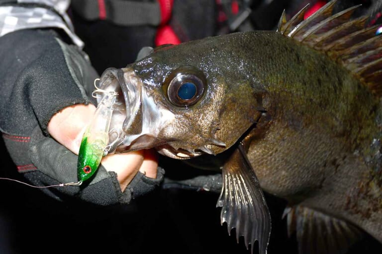 メバルの釣り方｜ルアーで釣れたメバル｜〈初心者の釣り〉“メバル”の生態／釣りシーズン／釣り方／仕掛け／食べ方【春の訪れを告げるライトゲームのアイドル】