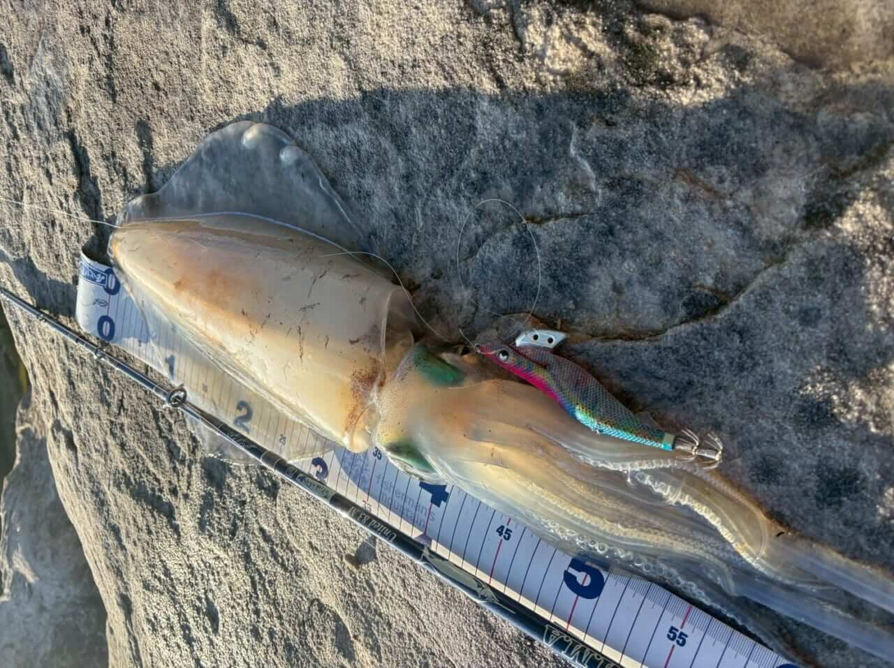 ｜「モンスターがシドニー湾で釣れることも…」オーストラリアのイカ釣り事情って？ 制限があるってホント？