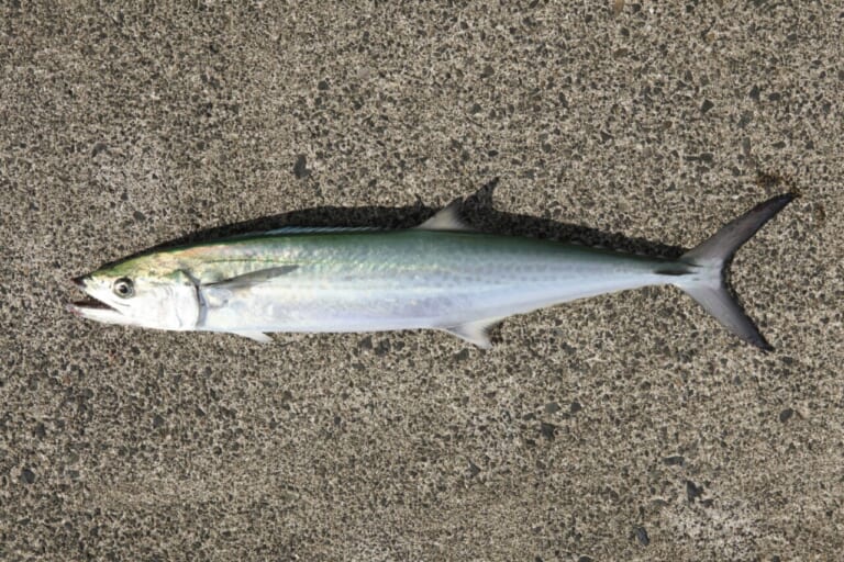 サワラの釣り方｜釣れたサワラ｜〈初心者の釣り〉“サワラ”の生態／釣りシーズン／釣り方／仕掛け／食べ方【海の韋駄天! 高速回遊魚を仕留めよ】