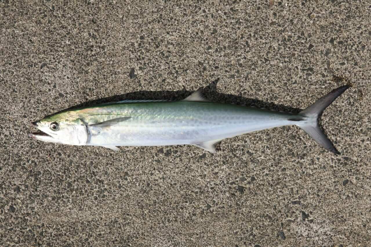 サワラの釣り方｜釣れたサワラ｜〈初心者の釣り〉“サワラ”の生態／釣りシーズン／釣り方／仕掛け／食べ方【海の韋駄天! 高速回遊魚を仕留めよ】