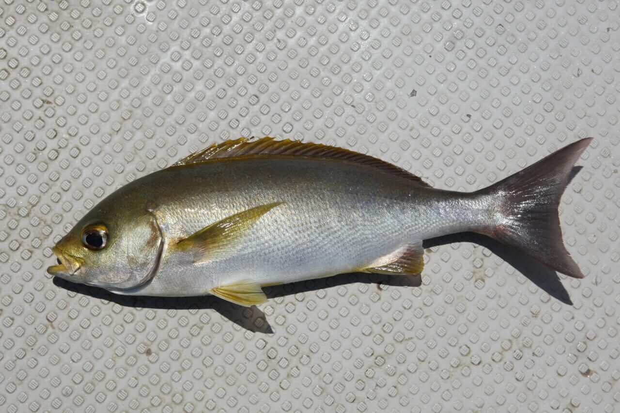 イサキ釣り｜【初夏の訪れを告げる、美味なる海の幸】“イサキ”の生態／釣りシーズン／釣り方／仕掛け／食べ方〈初心者釣り知識〉