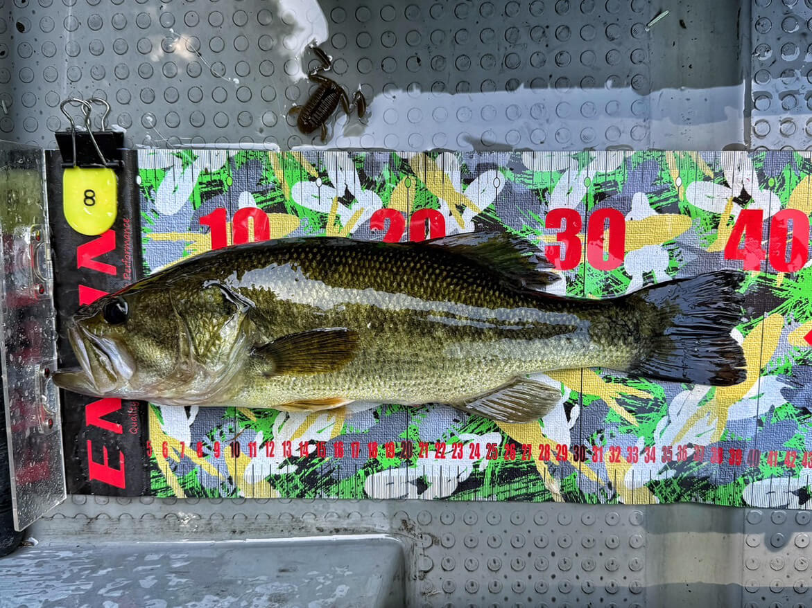 ｜魚はカエル好き!? カエルルアーを使って楽しむバス釣り大会に参加してみた！【カエルパーティー2025】