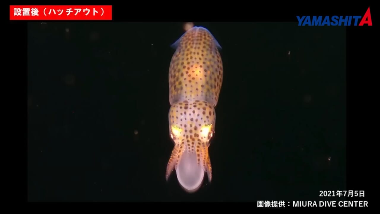 ｜持続的に釣りを楽しむための、命を繋ぐ活動。釣り人に知ってほしい水の中の真実【YAMARIA/アオリイカ産卵床設置支援プロジェクト】