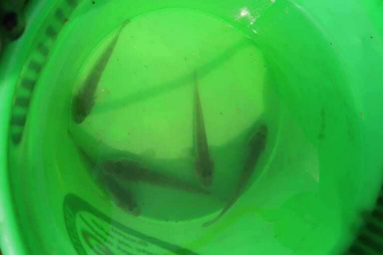ハゼの釣り方｜釣れた小型のハゼたち｜〈初心者の釣り〉“ハゼ”の生態／釣りシーズン／釣り方／仕掛け／食べ方【江戸前の粋な小物釣り、家族で楽しむ夏の風物詩】