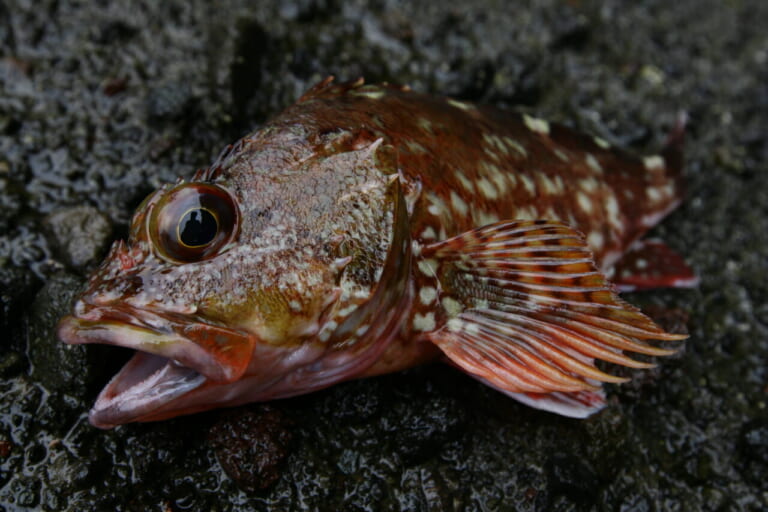 カサゴの釣り方｜カサゴ｜〈初心者の釣り〉“カサゴ”の生態／釣りシーズン／釣り方／仕掛け／食べ方【堤防の赤い宝石! 手軽さと食味を兼ね備えた人気者】