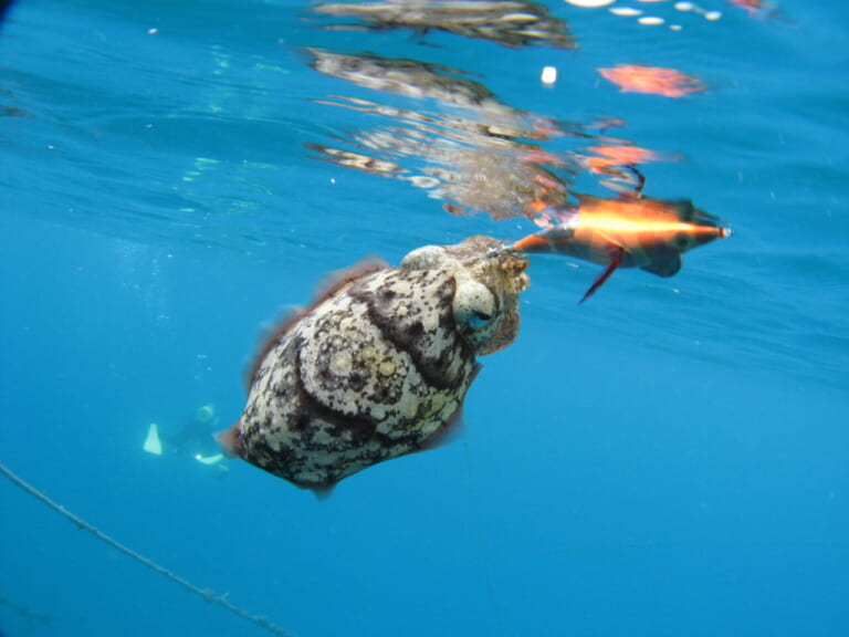 コウイカの釣り方｜エギで釣れたコウイカ｜〈初心者の釣り〉“コウイカ”の生態／釣りシーズン／釣り方／仕掛け／食べ方【堤防から手軽に狙える、濃厚美味な海の幸】