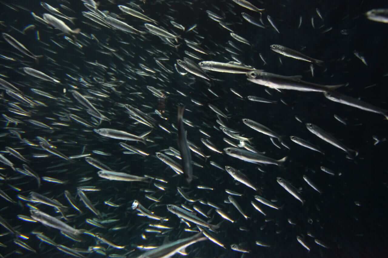キハダマグロ釣り｜エサとなるイワシの群れ｜〈初心者の釣り〉“キハダマグロ”の生態／釣りシーズン／釣り方／仕掛け／食べ方【アングラーを魅了する洋上のイエロースプリンター】