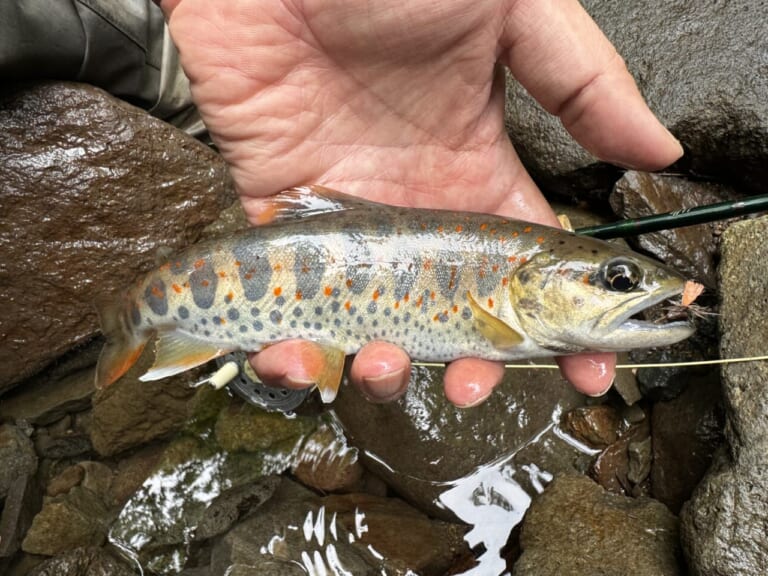 アマゴ釣り｜美しい体色｜【渓流に煌めく朱点の宝石、その輝きを追う】“アマゴ”の生態／釣りシーズン／釣り方／仕掛け／食べ方〈初心者釣り知識〉