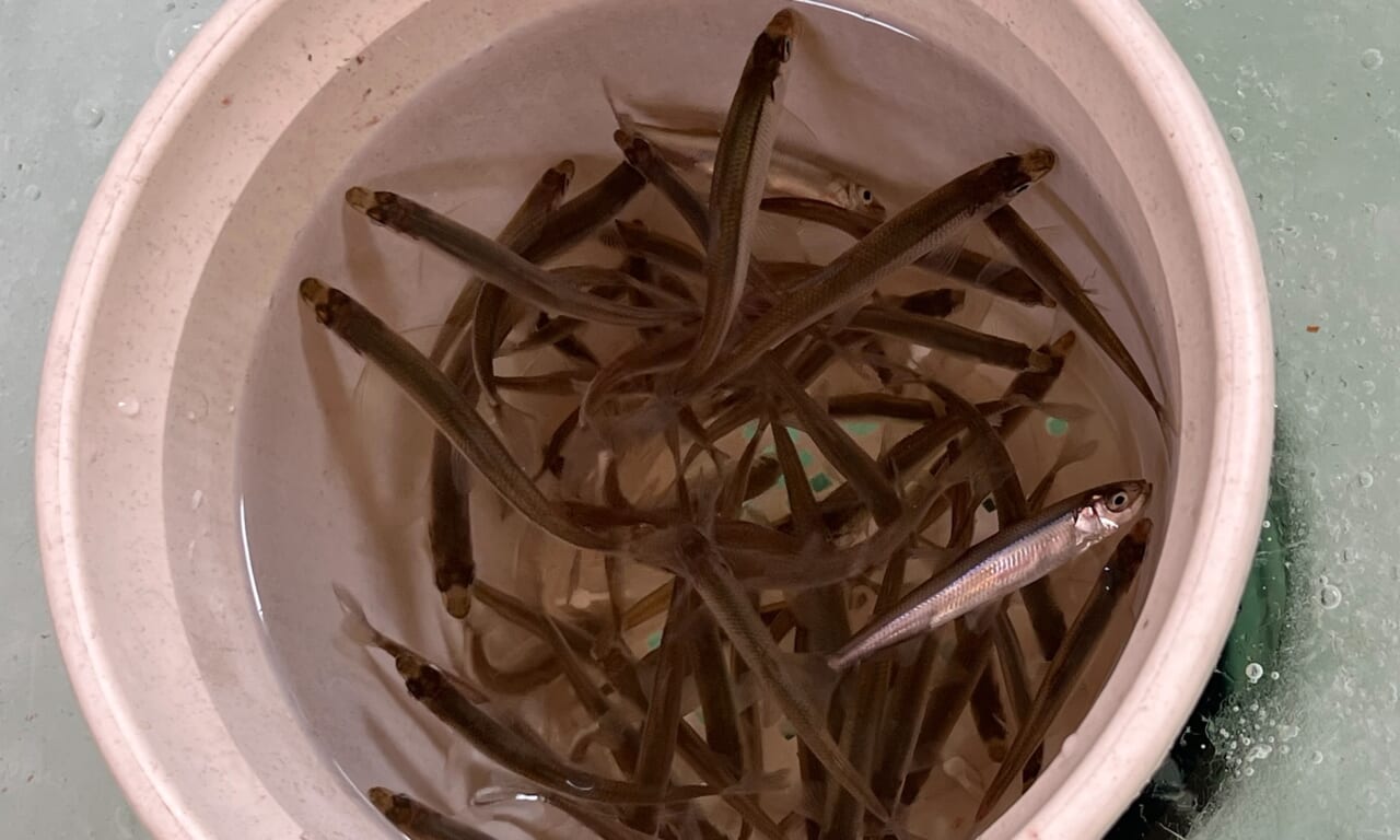 ｜「キスに似てる魚…」可愛すぎる釣りガールが氷上で初体験!? 眞白桃々が釣って食べて冬の釣りを楽しんだ！