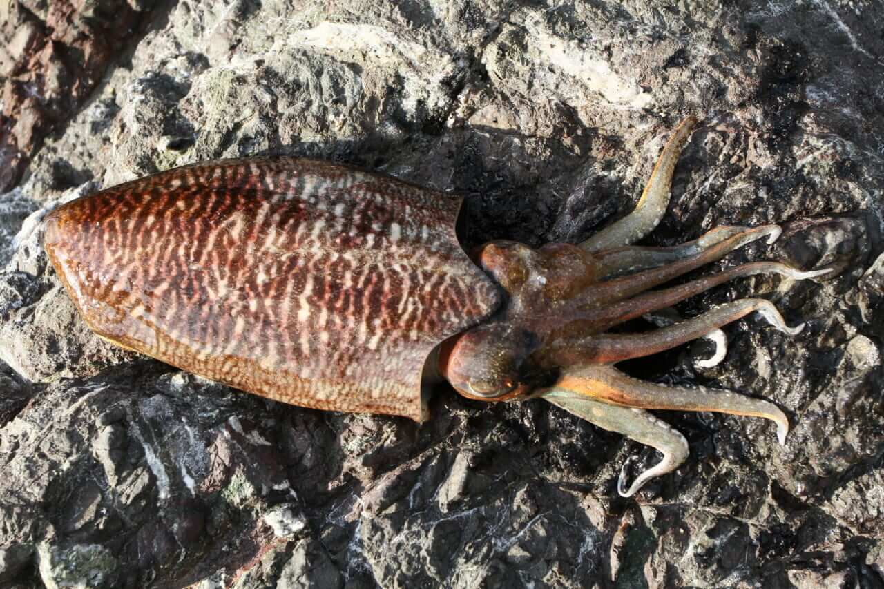 コウイカの釣り方｜釣れたコウイカの食べ方｜〈初心者の釣り〉“コウイカ”の生態／釣りシーズン／釣り方／仕掛け／食べ方【堤防から手軽に狙える、濃厚美味な海の幸】