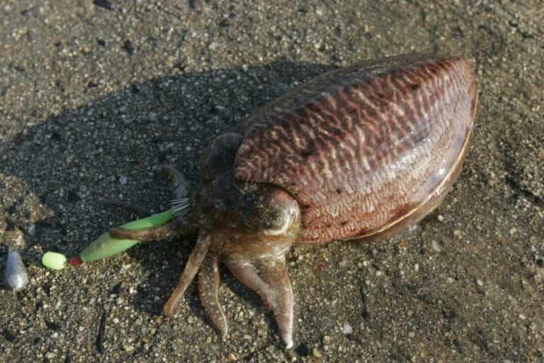 コウイカの釣り方｜釣れたコウイカ｜〈初心者の釣り〉“コウイカ”の生態／釣りシーズン／釣り方／仕掛け／食べ方【堤防から手軽に狙える、濃厚美味な海の幸】