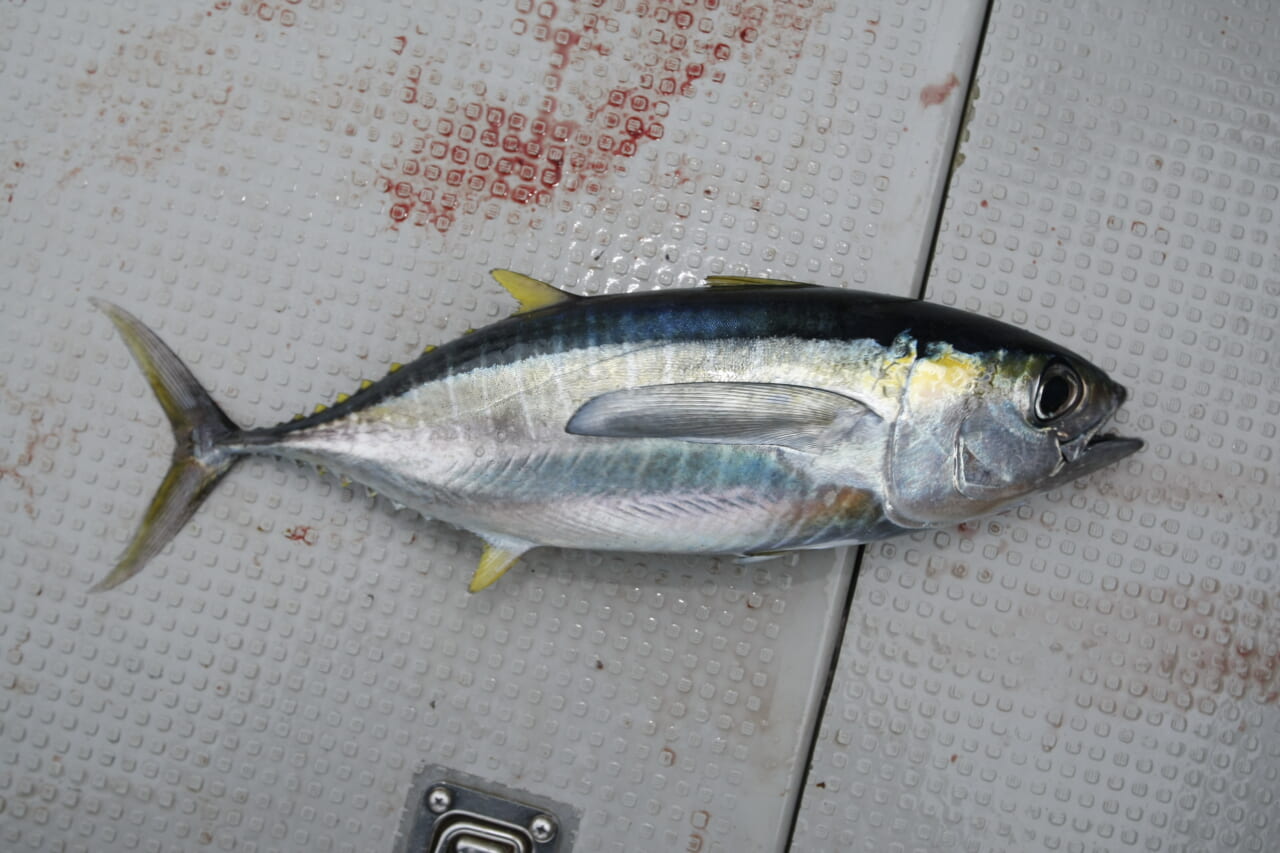 キハダマグロ釣り｜釣れたキハダマグロ｜〈初心者の釣り〉“キハダマグロ”の生態／釣りシーズン／釣り方／仕掛け／食べ方【アングラーを魅了する洋上のイエロースプリンター】